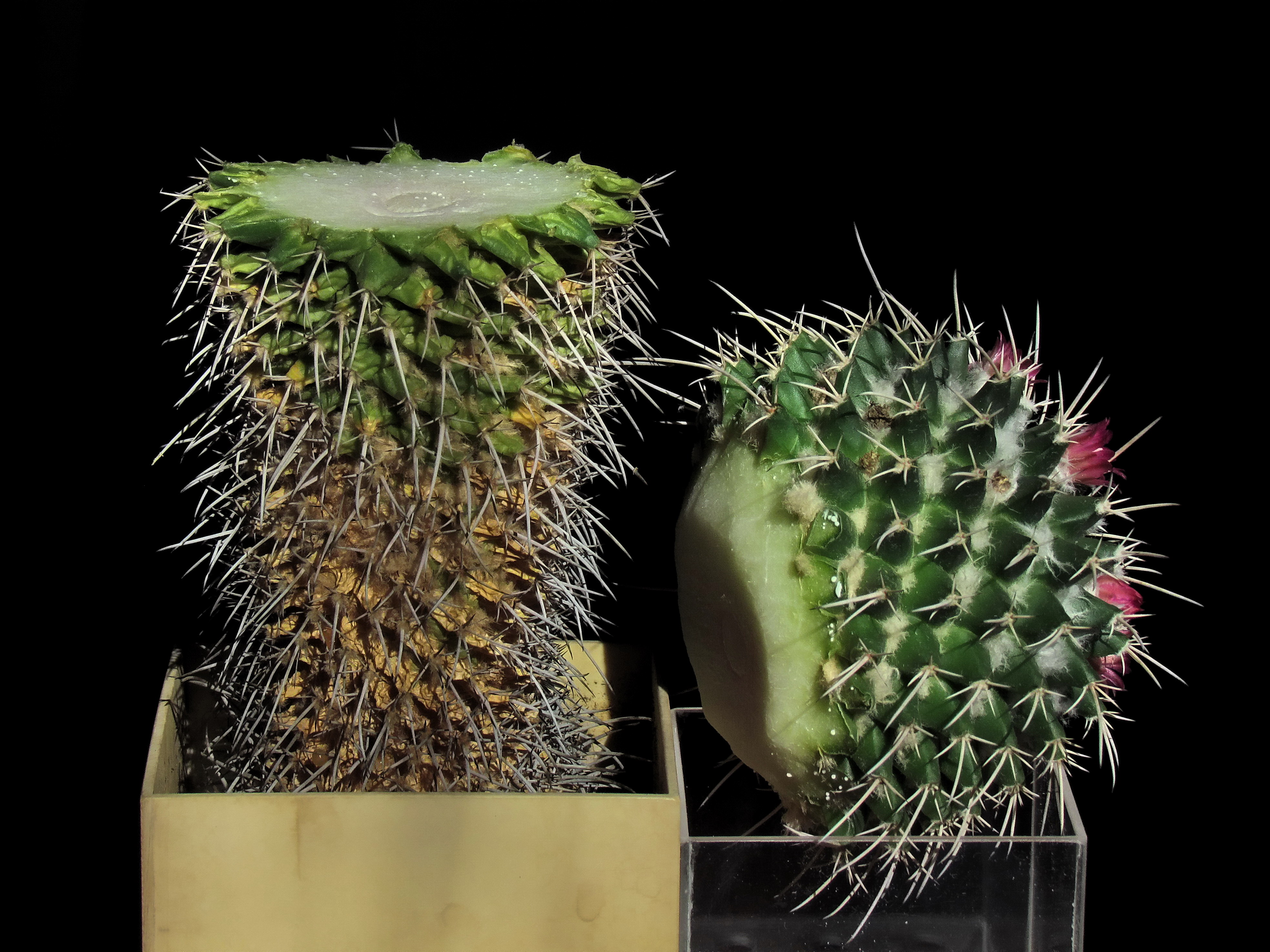 Como transplantar cactus